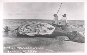 Barrow AK Alaska Whalers Cutting Bowhead Whale Whaling Real Photo Postcard E4