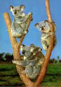 Australia Typical Koala Family