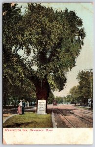 Washington Elm Cambridge Massachusetts MA Giant Tyree Street View Postcard