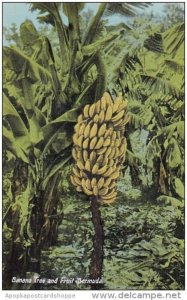 Bermuda Banana Tree and Fruit