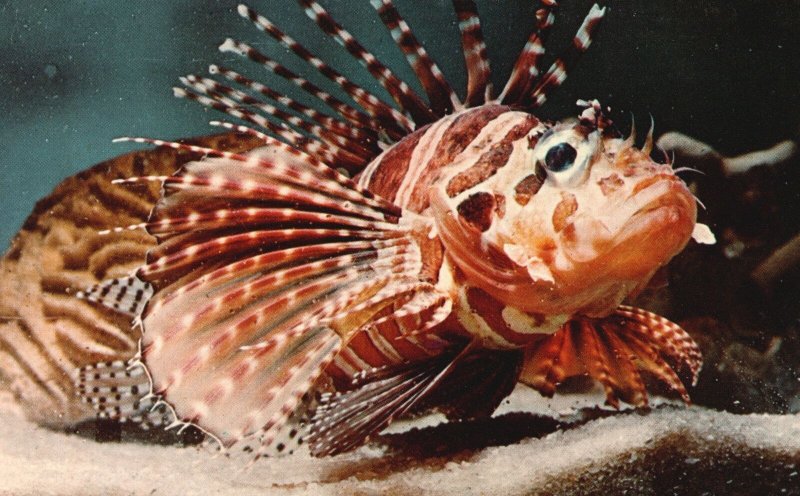 Vintage Postcard 1973 Exotic Lionfish Reef Tank Aquatarium St. Petersburg Beach