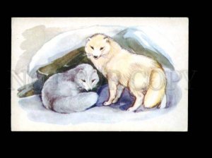 135971 HUNT Snow Arctic FOX old Russian Color PC