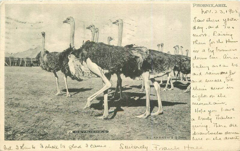 Phoenix Arizona Ostrich Farm 1925 Undivided Postcard Andrews 21-13848