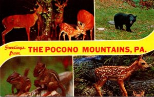 Pennsylvania Pocono Mountains Greetings With Black Bear Deer & Chipmonks