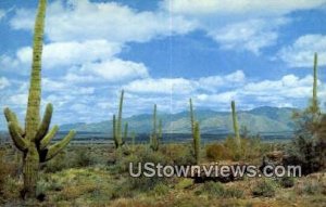 Giant Saguaros - Southern Arizona s, Arizona AZ  
