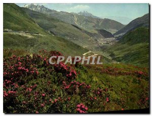 Postcard Modern Alpenrosen am Oberalppass und Tschamut