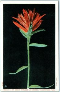 c1910s Yellowstone Indian Paint Brush Mimulus Langsdorfii Postcard Park A36