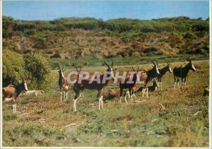 Postcard Modern Bontebok Posing for the Camera South Africa