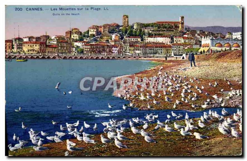 Postcard The Old Cannes Seagulls on the Beach