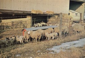 Berkhamsted Farm Lambs Sheep By Caravan Hertfordshire Postcard