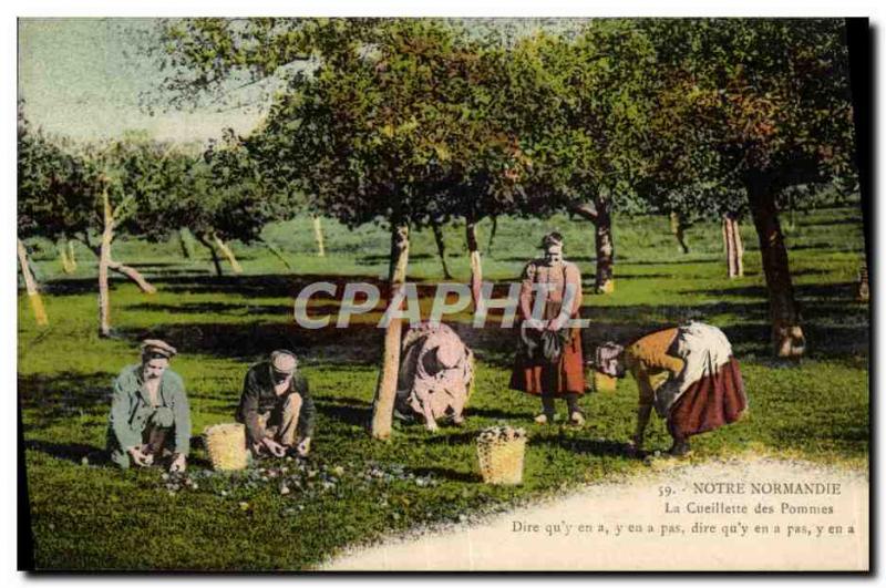 Old Postcard Normandy apple picking