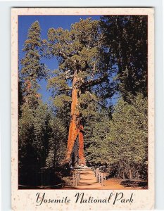 Postcard The Grizzly Giant, Mariposa Grove, Yosemite National Park, California