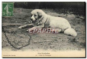 Old Postcard Mountain Dog Dogs Pyrenees