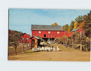 Postcard Barnyard scene in the Dutch Country, Pennsylvania