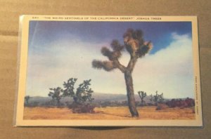 VINTAGE.01 UNUSED LINEN POSTCARD JOSHUA TREES CALIFORNIA DESERT