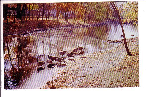 Canada Geese Island Park, Portage la Prairie Manitoba,  