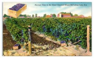Harvest Time in the Great Concord Grape Belt along Lake Erie, NY State Postcard