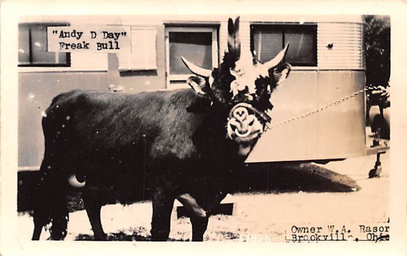 Andy D Day Freak Bull Brookville, Ohio USA Circus Unused 