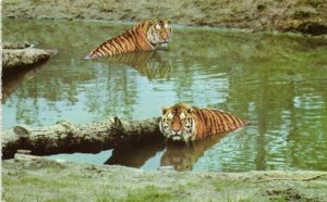 Six Flags Great Adventure Safari, Jackson, NJ, Siberian Tigers (1960s)