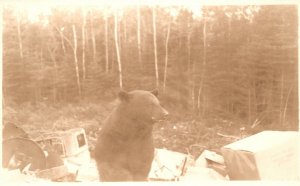 Vintage Postcard 1900's Black Bear Alone in Forest Wild Animal RPPC Photo