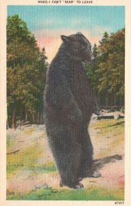 Vintage Postcard Big Black Bear In The Forest Park Asheville Post Pub.