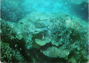 postcard Okinawa Japan - corals in the sea