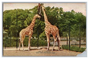 Postcard NY Giraffes New York Zoological Park New York