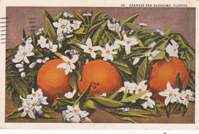 Florida Oranges and Blossoms 1924 Curteich