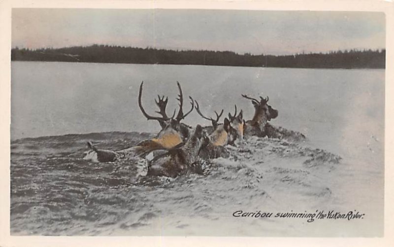 Caribou Swimming Yukon River Moose / Elk 1951 real photo