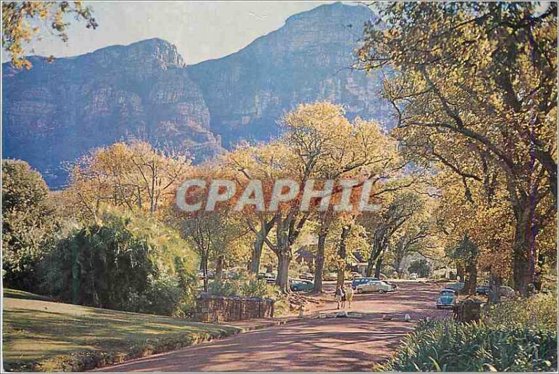 Modern Postcard A Sylvan Setting at Kirstenbosch Cape Under the Bridge in the...