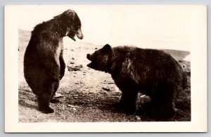 RPPC Alaska Bears Wildlife in McKinley Real Photo Postcard J22