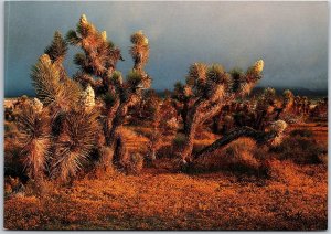 Spring Blossoms Mojave Desert Joshua Tree Goldfield Carpet California Postcard