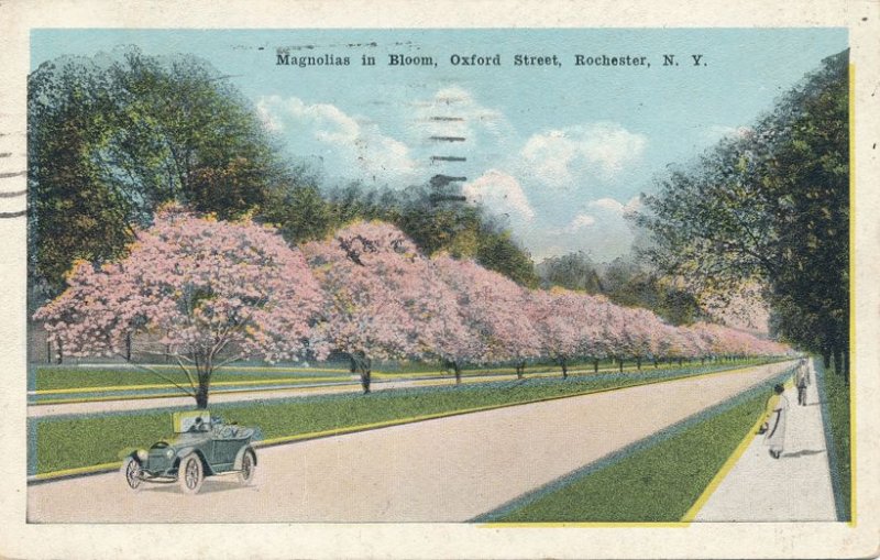 Magnolias Old Auto Pedestrians on Oxford Street Rochester NY New York pm 1920 WB