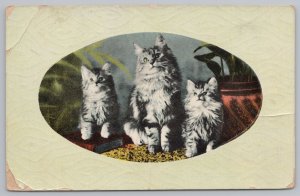Animal~3 Gray Kittens On Table~Vintage Postcard