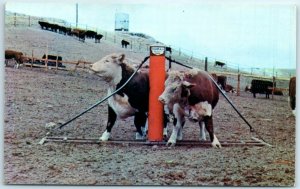 Postcard - Bill Kirk's Newest Livestock Oiler