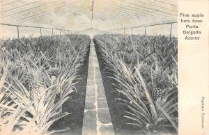 Ponta Delgada Azores Portugal Pineapple Grove Antique Postcard (J32930)