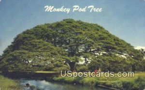 Monkey Pod Tree - Misc, Hawaii HI