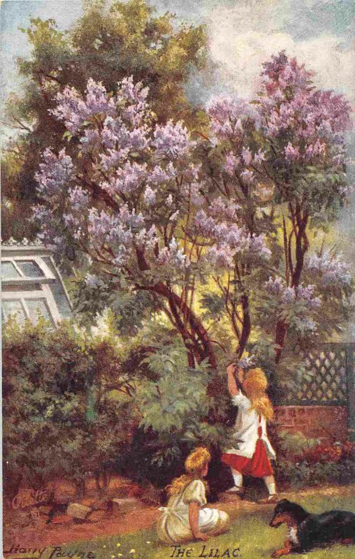 Lilac Tree Harry Payne Artist Signed Spring Blossoms Series Tuck postcard