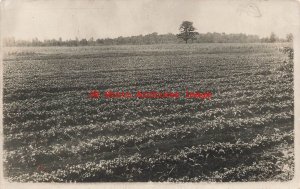 MI, Decatur, Michigan, RPPC, George Smith Celery Patch, Photo