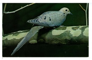 Birds - Mourning Dove