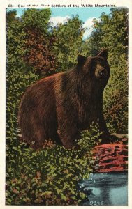 Vintage Postcard One Of The First Settlers Of The White Mountains New Hampshire
