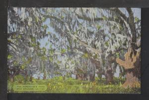 Pakenham's Oaks,New Orleans,LA Postcard 