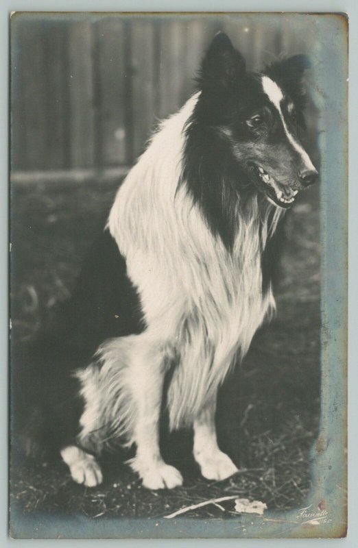 RPPC Portrait Postcard of B&W Border Collie With No Bone To Pick With You~c1910 