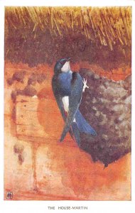 The House Martin British Bird Winifred Austin Series postcard