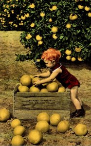 Texas Lower Rio Grande Valley Young Child Picking Grapefruit 1954