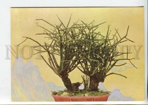 442634 Vietnam bonsai dwarf tree old postcard