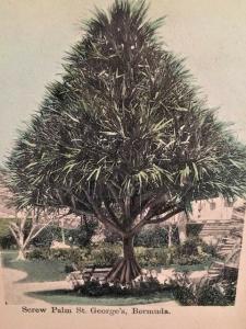 Postcard  Screw Palm Tree, St. George's, Bermuda     X1
