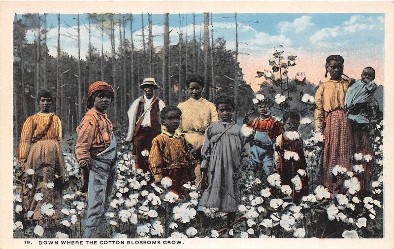 E41/ Black Americana Postcard c1910 Cotton Blossoms Grow Occupational Farm Kids1