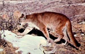 Lions Adult Mountain Lion