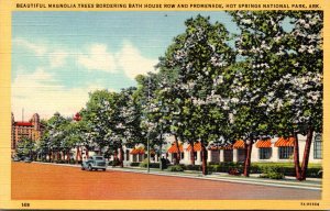 Arkansas Hot Springs Magnolia Trees Bordering Bath House Row and Promenade Cu...